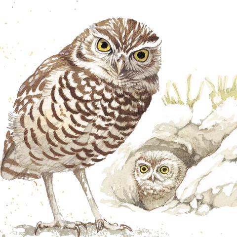 cf透视蜗牛（  能让我轻松吃鸡吗）