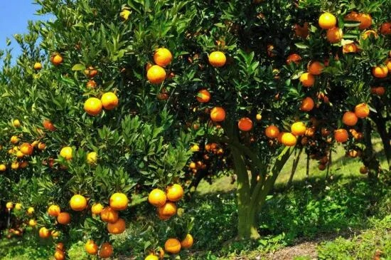 盘点中国十大橘子产地，揭秘各地柑橘的独特魅力