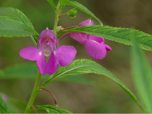 指甲花其实是凤仙花，揭秘它的真正身份