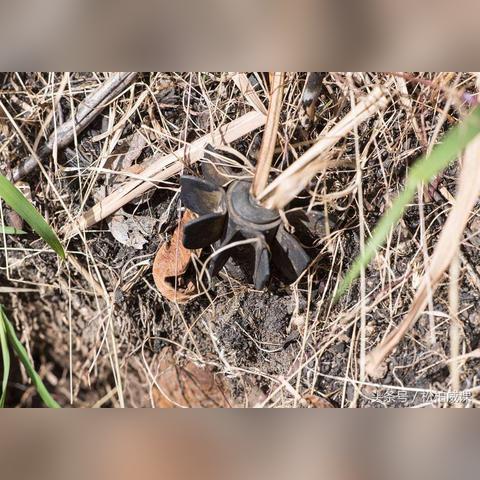 DNF弹药2025版本加点崩了?3个实战流派藏着90%玩家没发现的伤害密码 DNF弹药2025版本加点崩了?3个实战流派藏着90%玩家没发现的伤害密码