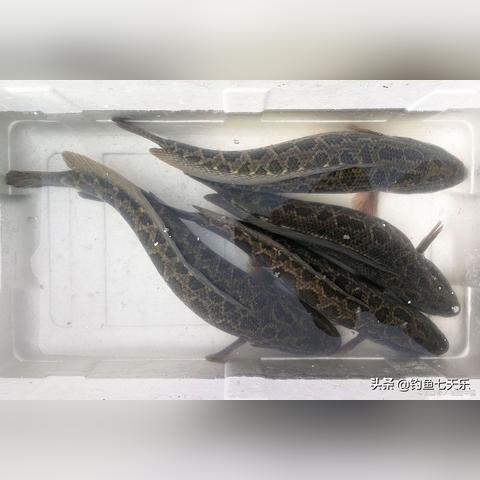 掠食2玩家别再乱捡垃圾了!你忽略的资源生存链,才是通关的关键逻辑 掠食2玩家别再乱捡垃圾了!你忽略的资源生存链,才是通关的关键逻辑