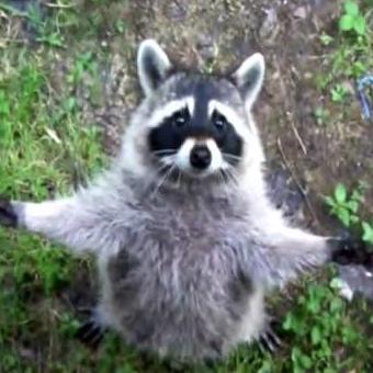 早期驯化迹象曝光，浣熊未来有望成新宠