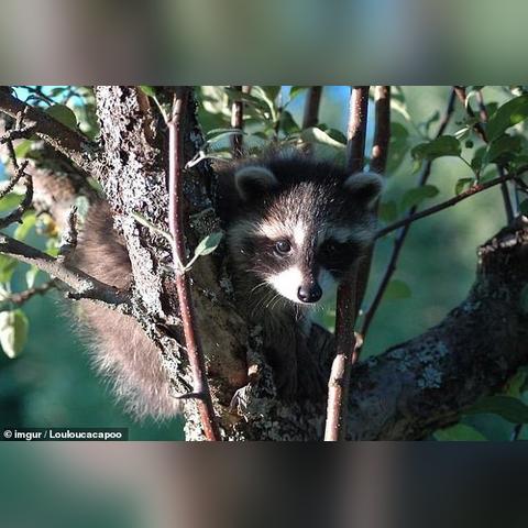 早期驯化迹象曝光，浣熊未来有望成新宠