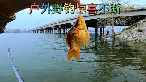 惊钓巨鲟！小伙放生后紧急连拨三警，揭秘放生背后的法律风险