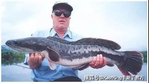 惊钓巨鲟！小伙放生后紧急连拨三警，揭秘放生背后的法律风险