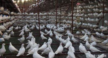 巧妙解密融合，8分！IGN盛赞《预视武宗》功夫肉鸽新体验