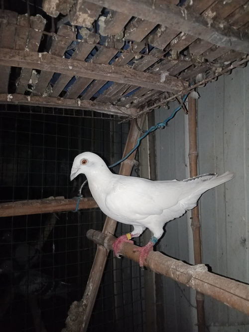 肉鸽新手必看，为什么你刷100次还卡在第一层？3个隐藏机制直接逆转胜率