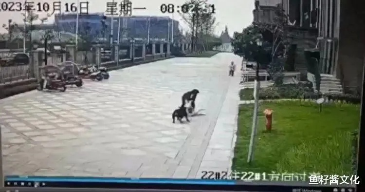 警方枪杀宠物狗赔偿50万，市民热议新价值观冲突