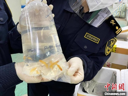 女子裙内藏活鱼229条，海关查获惊现生态奇观