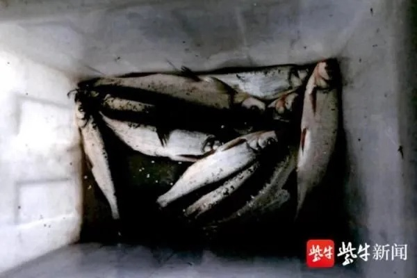 女子裙内藏活鱼229条，海关查获惊现生态奇观