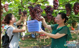 熊闯果园苹果盛宴,铁网电围皆难阻奇观 熊闯果园苹果盛宴,铁网电围皆难阻奇观