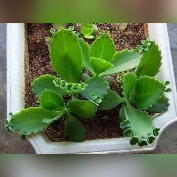 植物大战僵尸2官网藏了多少玩家不知道的资源？老玩家实测3天挖到这些福利