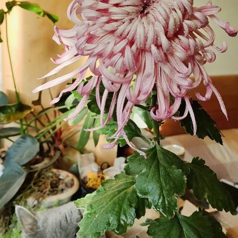 植物大战僵尸2官网藏了多少玩家不知道的资源？老玩家实测3天挖到这些福利