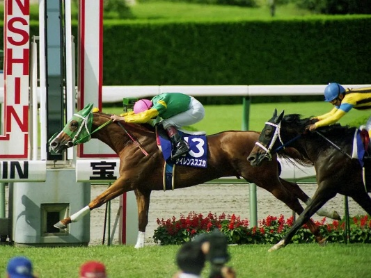 传奇赛马娘“贵妇人”原型离世：16岁传奇终章，赛马精神永恒传承