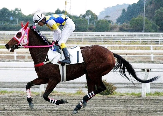 传奇赛马娘“贵妇人”原型离世：16岁传奇终章，赛马精神永恒传承