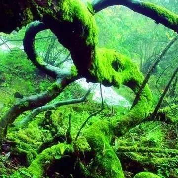 游戏里那些被忽略的面纱,为什么老玩家都在偷偷刷这3个隐藏效果? 游戏里那些被忽略的面纱,为什么老玩家都在偷偷刷这3个隐藏效果?