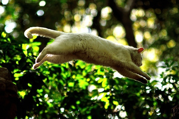 飞猫论坛（  它能帮我们做些什么）