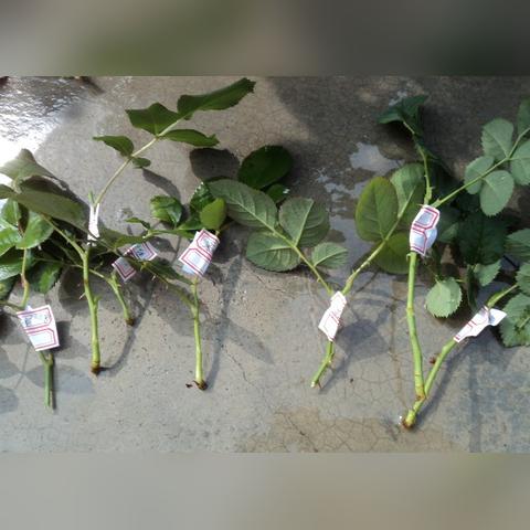 下载植物大战僵尸花园战争2,新手也能轻松搞定! 下载植物大战僵尸花园战争2,新手也能轻松搞定!