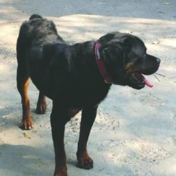 明年起遛狗不拴绳违法!最高罚款1000元,拘役10天,安全意识新升级 明年起遛狗不拴绳违法!最高罚款1000元,拘役10天,安全意识新升级