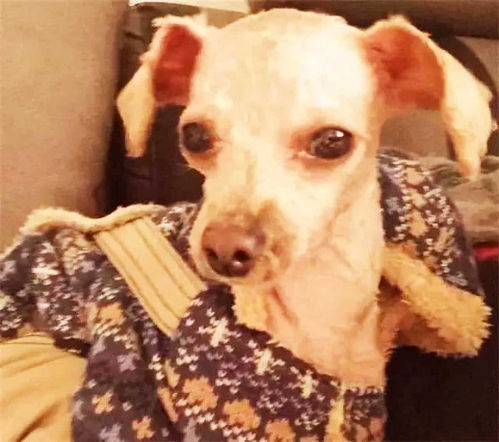 比特犬悲剧：毕业在即，美国女生不幸丧生，母亲痛心疾首