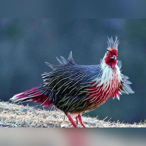 《狂销8000万！动物城2再创奇迹，狂热价值引爆市场》