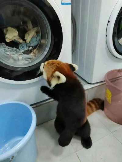 小熊猫溜进学生宿舍当摸鱼搭子？动物版越狱大冒险藏着玩家都懂的游戏逻辑