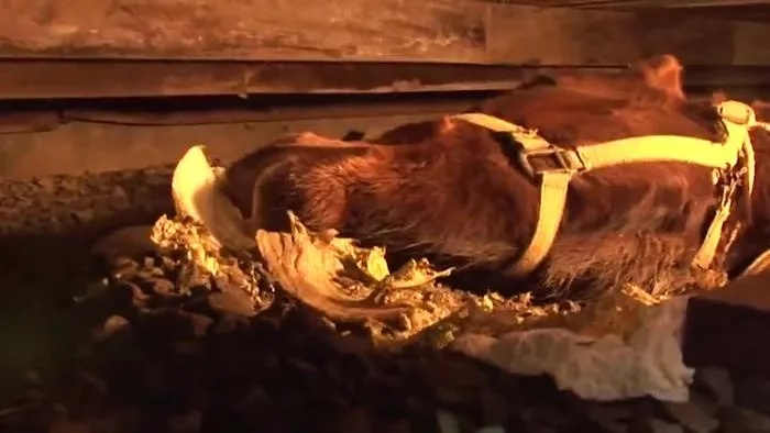 巴西男子梦中遭巨牛砸，同床妻子奇迹逃生！