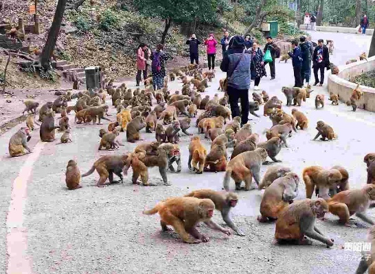 黔灵山猴群壮观如雨，承载力告急官方紧急公告