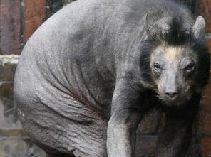 切尔诺贝利真相:流浪狗非辐射变异,揭秘生命奇迹 切尔诺贝利真相:流浪狗非辐射变异,揭秘生命奇迹