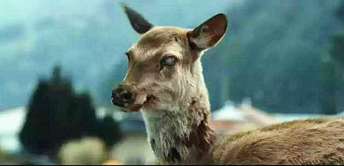 女子12年救鹿终不幸丧生鹿爪，爱心事业引发深思