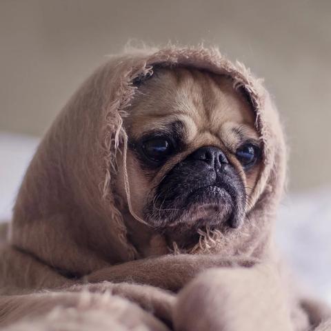 阿猫阿狗大作战2隐藏机制曝光，为什么你练了300场还在上黄金？