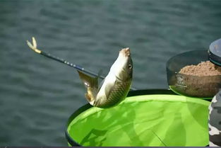 钓鱼奇才独钓千年宝，独缺凡间鱼儿乐