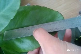 内涵图怎么打开,长寿花的叶子怎样才能养的如同手掌一样大 内涵图怎么打开,长寿花的叶子怎样才能养的如同手掌一样大