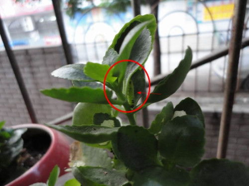 内涵图怎么打开,长寿花的叶子怎样才能养的如同手掌一样大 内涵图怎么打开,长寿花的叶子怎样才能养的如同手掌一样大