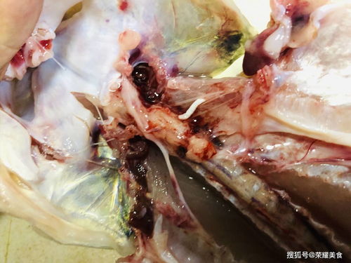 养鱼轻松生金，佛系办公新潮流《桌面鱼老板：休闲时光金鱼养》