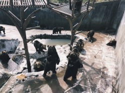 北海道猎杀悲剧:千熊尸体堆积如山,生态危机警钟长鸣 北海道猎杀悲剧:千熊尸体堆积如山,生态危机警钟长鸣