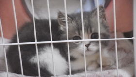 《恋爱猫技高人胆大》游戏性价比解析:售价配置一览 《恋爱猫技高人胆大》游戏性价比解析:售价配置一览