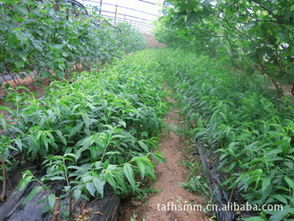 亚洲桃网：探索桃树种植与优质桃品种的全面指南