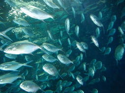 可口鱼群, 稀有鱼还能出吗？