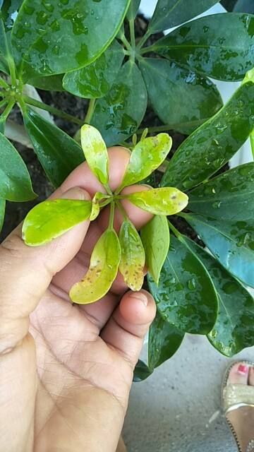 三位一体下载总踩坑？老玩家亲测有效的正版获取全流程