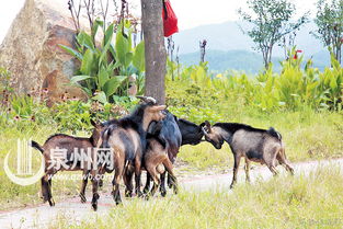 黑暗降临，羊群惊现神秘奇运！