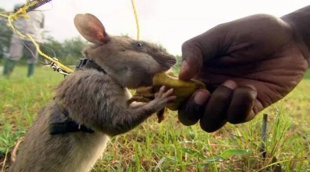 硬核搜打撤揭秘：鼠鼠如何在地狱称霸