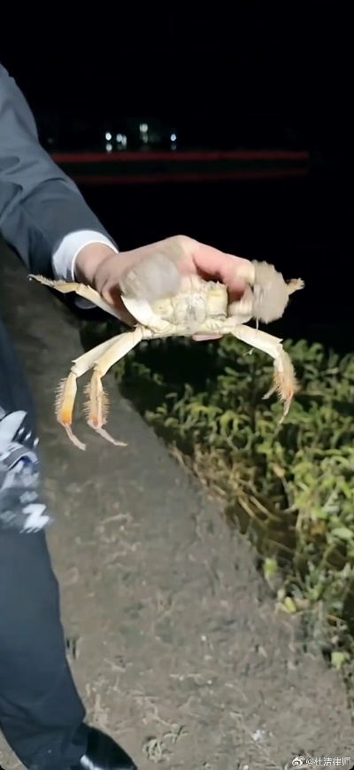 AI退款奇案：8日拘役，195元全额追回，AI合成死蟹真相曝光