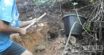 惊现5米巨蛇蜕皮，男子上山采药遭遇神秘生物