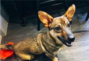 狗狗走丢1个月突然回家疯狂撞门,藏在行为里的3个游戏级生存密码你看懂了吗? 狗狗走丢1个月突然回家疯狂撞门,藏在行为里的3个游戏级生存密码你看懂了吗?