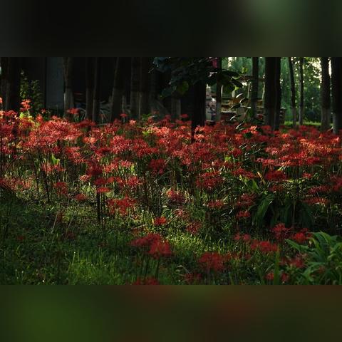 为什么游戏里的彼岸花总藏着最戳人的刀子？拆解5款爆款RPG的「死亡花语」设计密码