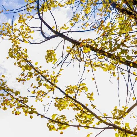 《上古卷轴6》早期开发盛赞,《光与影》改写引领新潮流 《上古卷轴6》早期开发盛赞,《光与影》改写引领新潮流