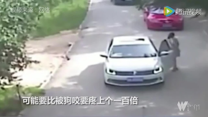 自驾险境:矮车身女子遇猛虎追击,惊现惊魂一幕! 自驾险境:矮车身女子遇猛虎追击,惊现惊魂一幕!