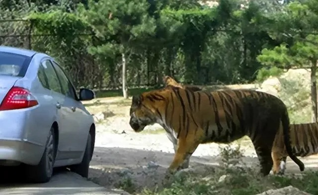 自驾险境:矮车身女子遇猛虎追击,惊现惊魂一幕! 自驾险境:矮车身女子遇猛虎追击,惊现惊魂一幕!