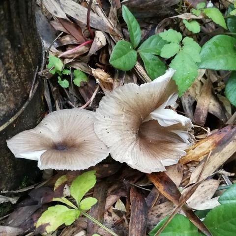 炒蘑菇视频吓懵网友，为什么你做的菌子总像毒蘑菇警告？